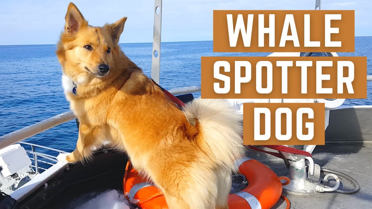 WHALE SPOTTING DOG - Icelandic Sheepdog Sara has been on 470 whale watching boat tours in Iceland!