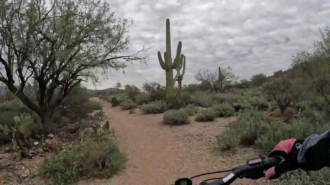 Cactus Forest Trail - Saguaro National Park Bike Ride December 2025