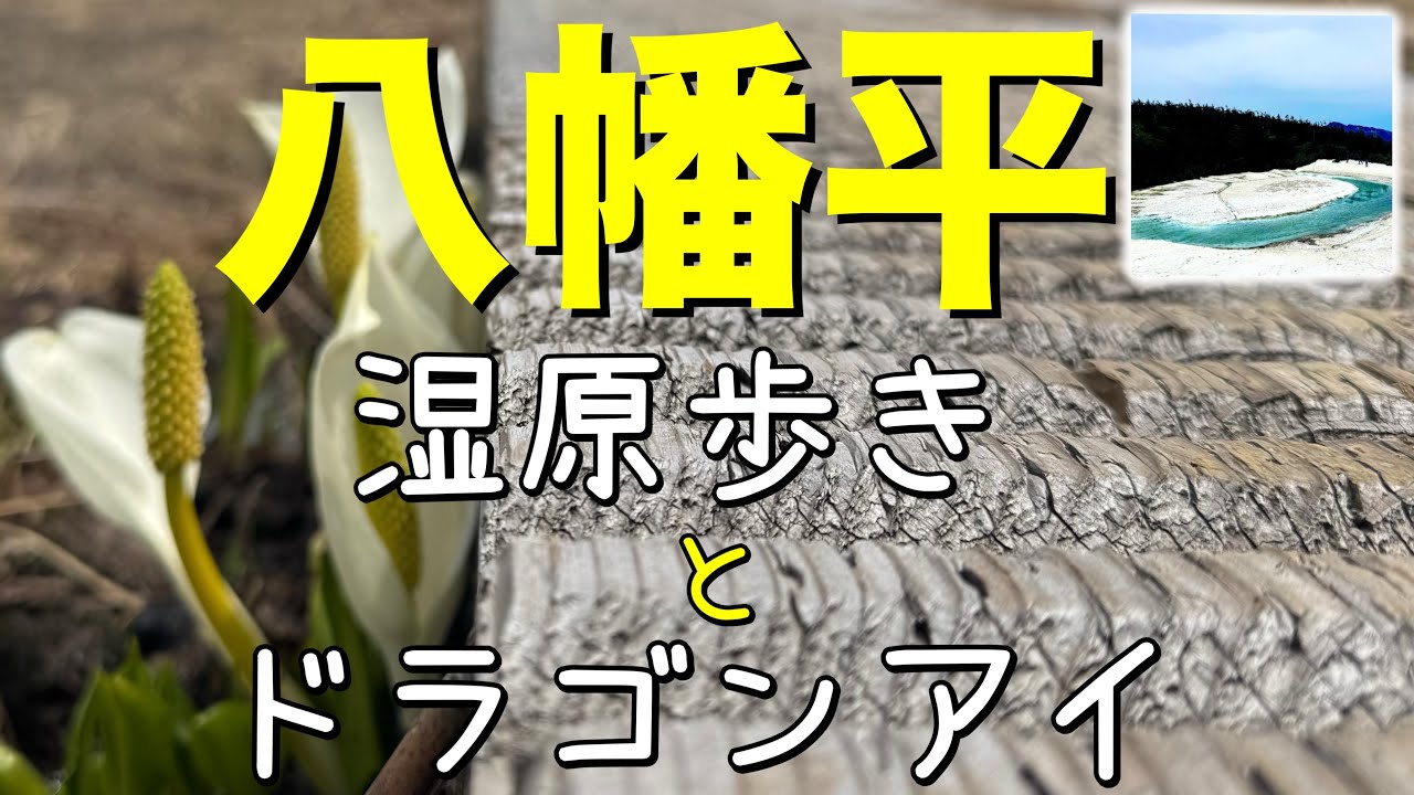 【登山 】八幡平に登ろう〜2025年6月6日_八幡平沼の湿原歩き♪ドラゴンアイも◇鏡沼 ガマ沼 も美しい⭐︎【山歩びより2025】