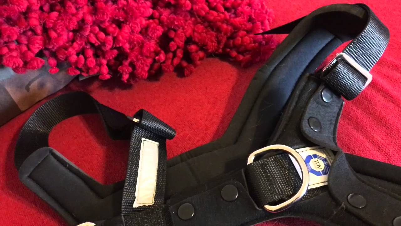 Allsafe Car Seat Harness For Dogs Review | Dog Training Nation