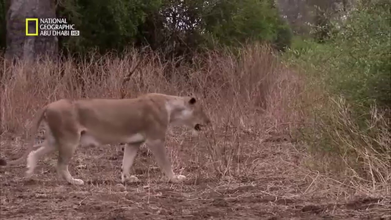 وثائقي - الاسد في مواجهه فرس النهر ـ ناشيونال جيوغرافيك أبوظبي5 National Geographic HD