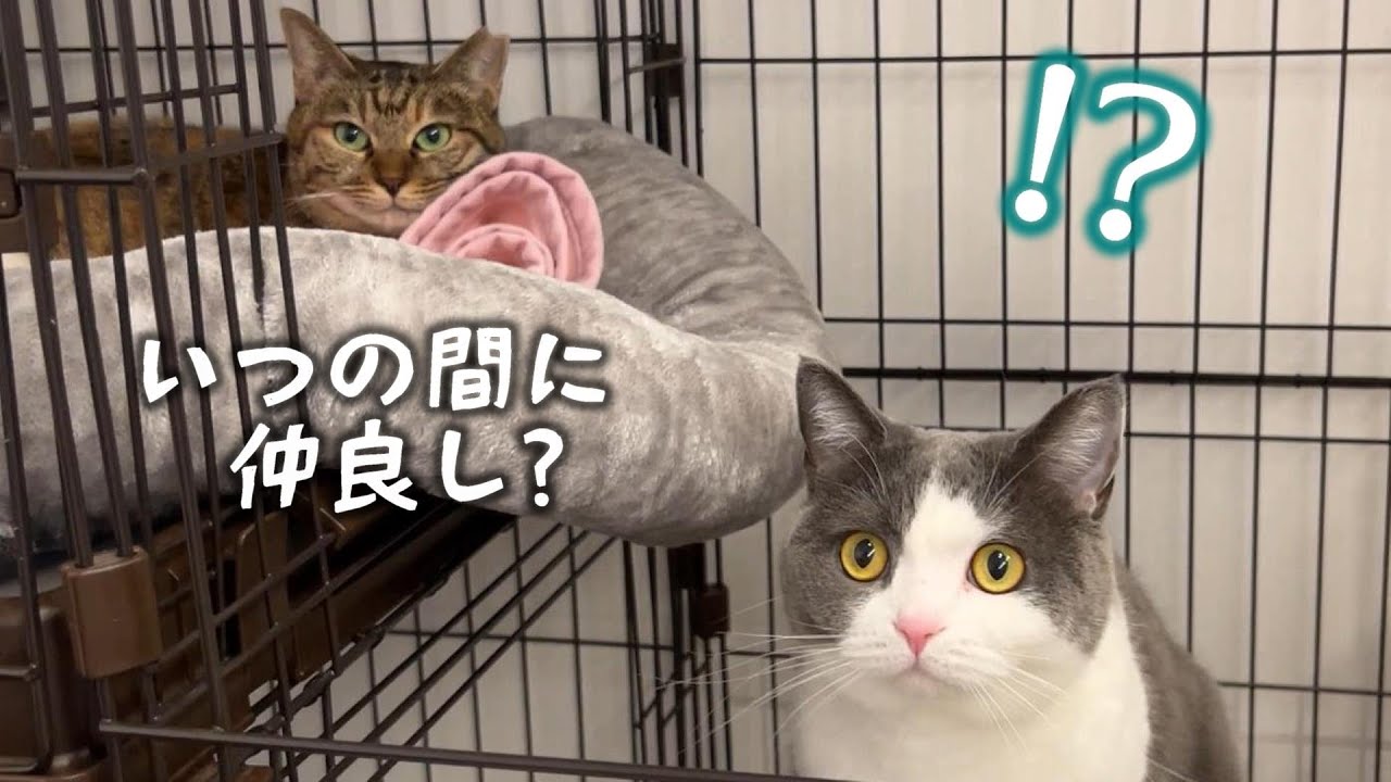 新入りのりんちゃんが気になって優しく接するビビ