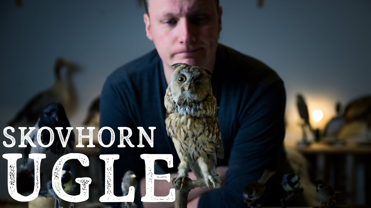 SKOVHORNUGLE // Den lydløse Dræber, Danske ugler