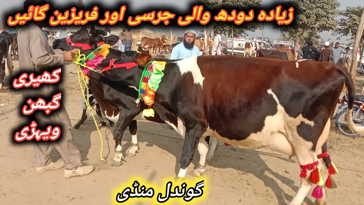 Beautiful 1st And 2nd Timer Pregnant And Milking Cows Fresh Update Today At Gondal Mandi 