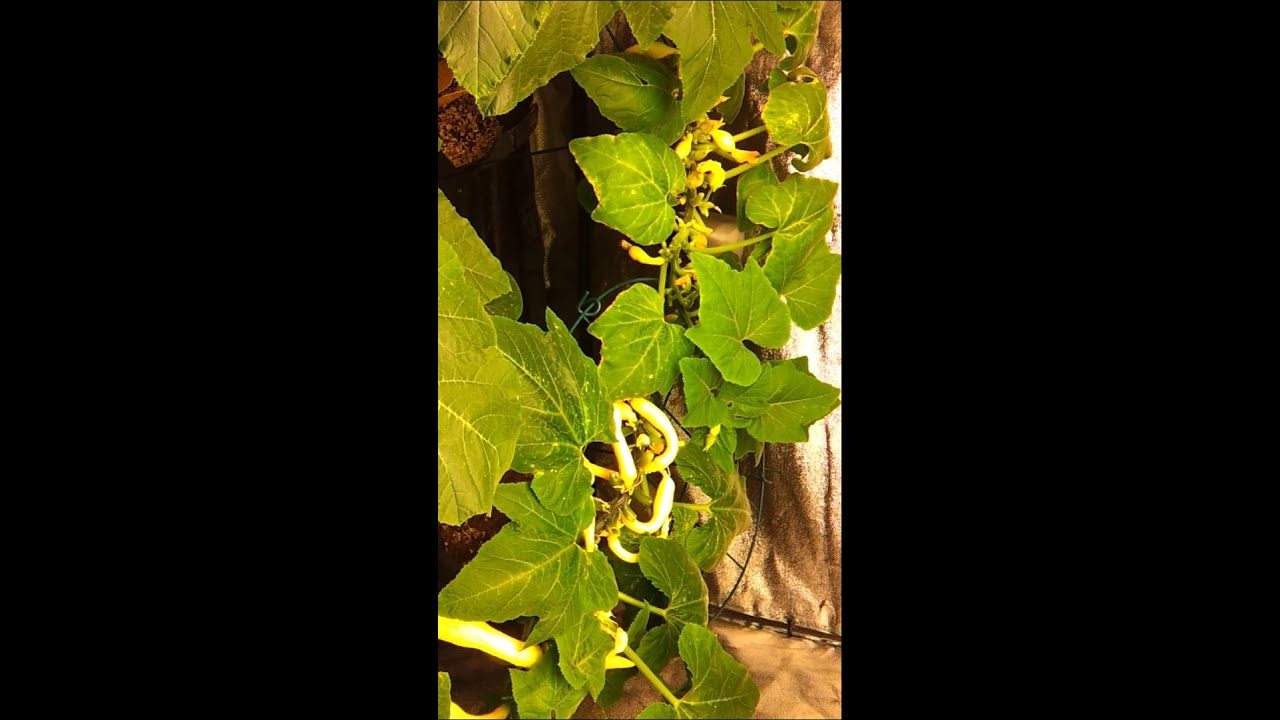 Month 2 + 2 Wk: Magnetic Induction vs. HPS Squash Grow Test