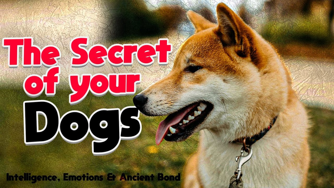 The Secret Life of Dogs: Intelligence, Emotions & Ancient Bond