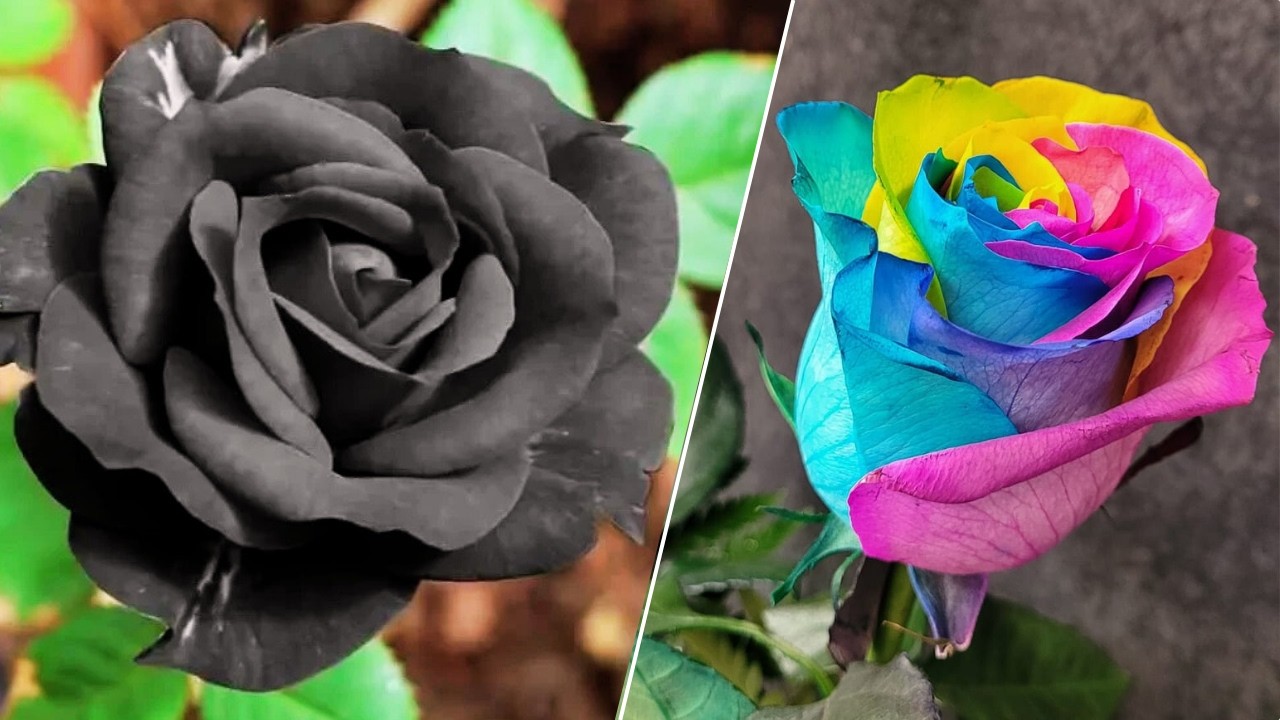 AS ROSAS MAIS LINDAS E DIFERENTES DO MUNDO QUE VÃO TE SURPREENDER