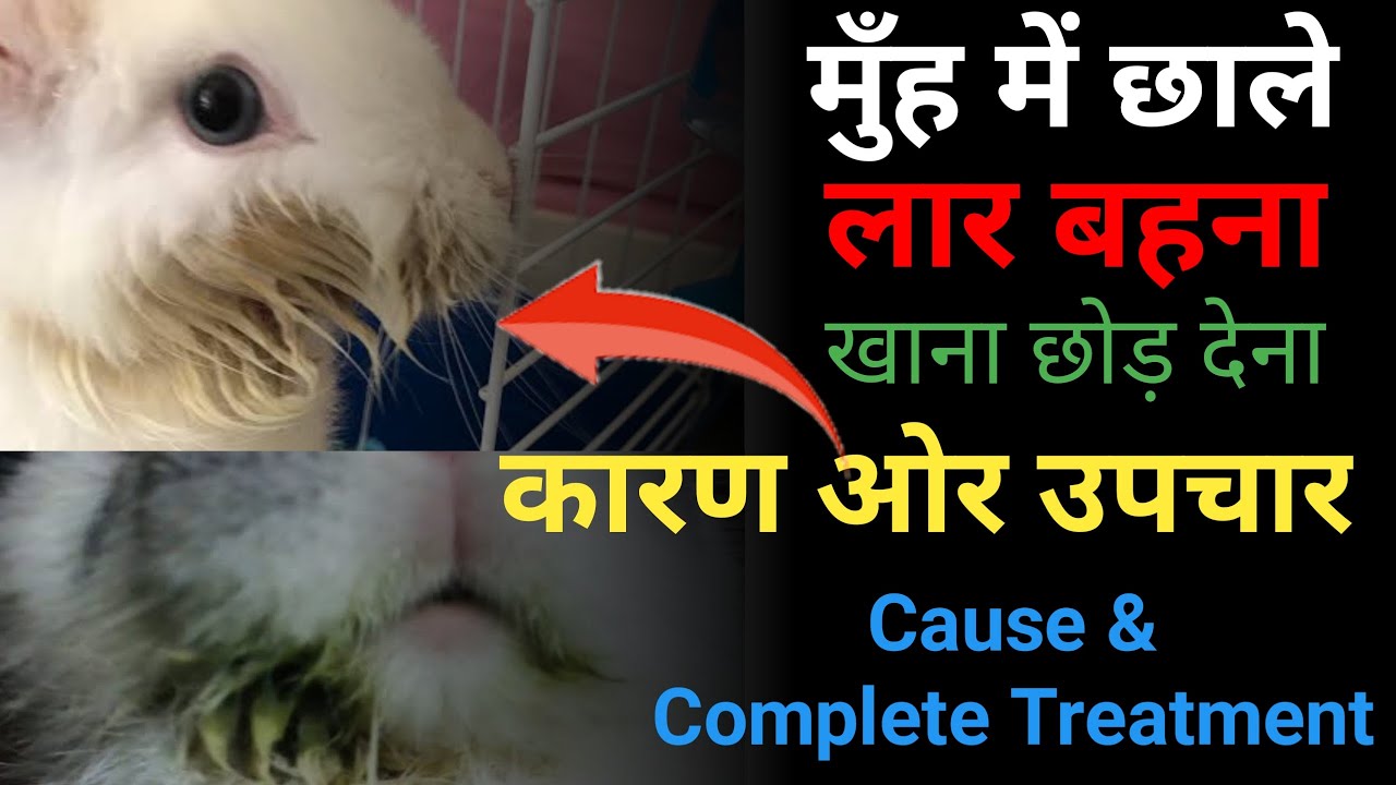 खरगोश के मुँह से लार आने के कारण और उपचार ll Rabbit Mouth Infection Cause and Treatment
