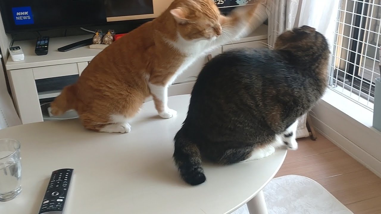 『ペシッ』って音が鳴る猫パンチ
