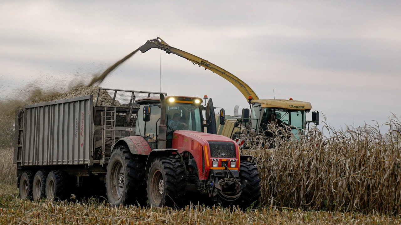 Заготовка силоса / KRONE BIG X 700 / 3X МТЗ 3522, 2X МАЗ 6501, МАЗ-МАН 6525 / Fliegl Gigant ASW 381