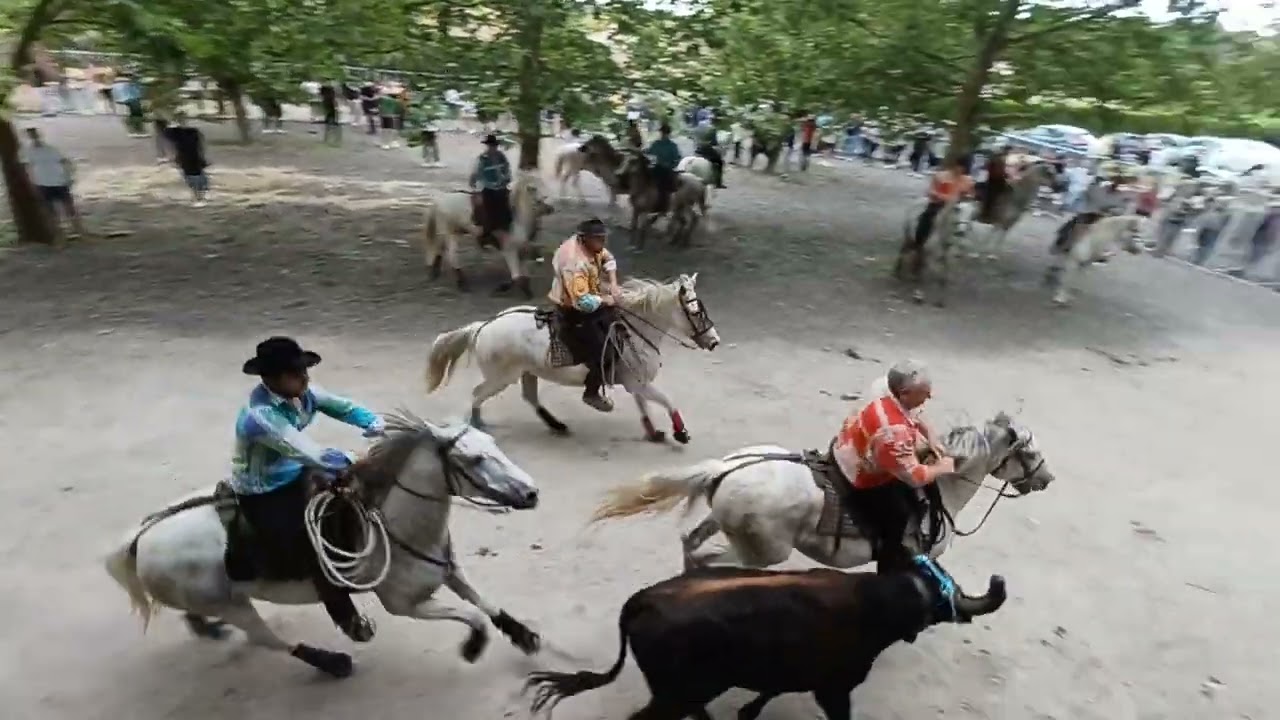 Bandido Aramon du 25 mai 2024 🐂🐎