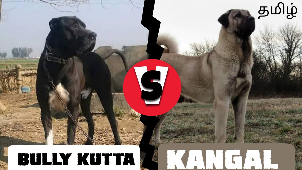 Which will win? | Bully Kutta or Kangal? | comparison | தமிழ் | Canine empire