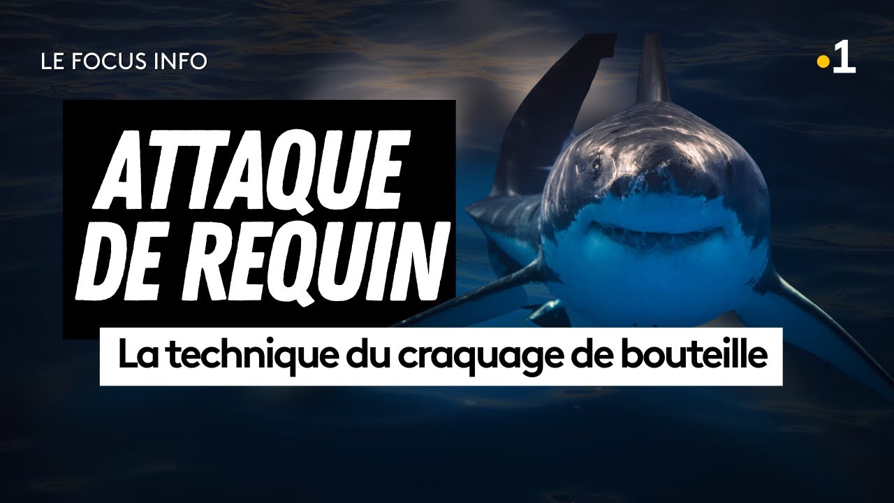 🦈Attaque de requin en Nouvelle-Calédonie : le “craquage de bouteille” pointé du doigt