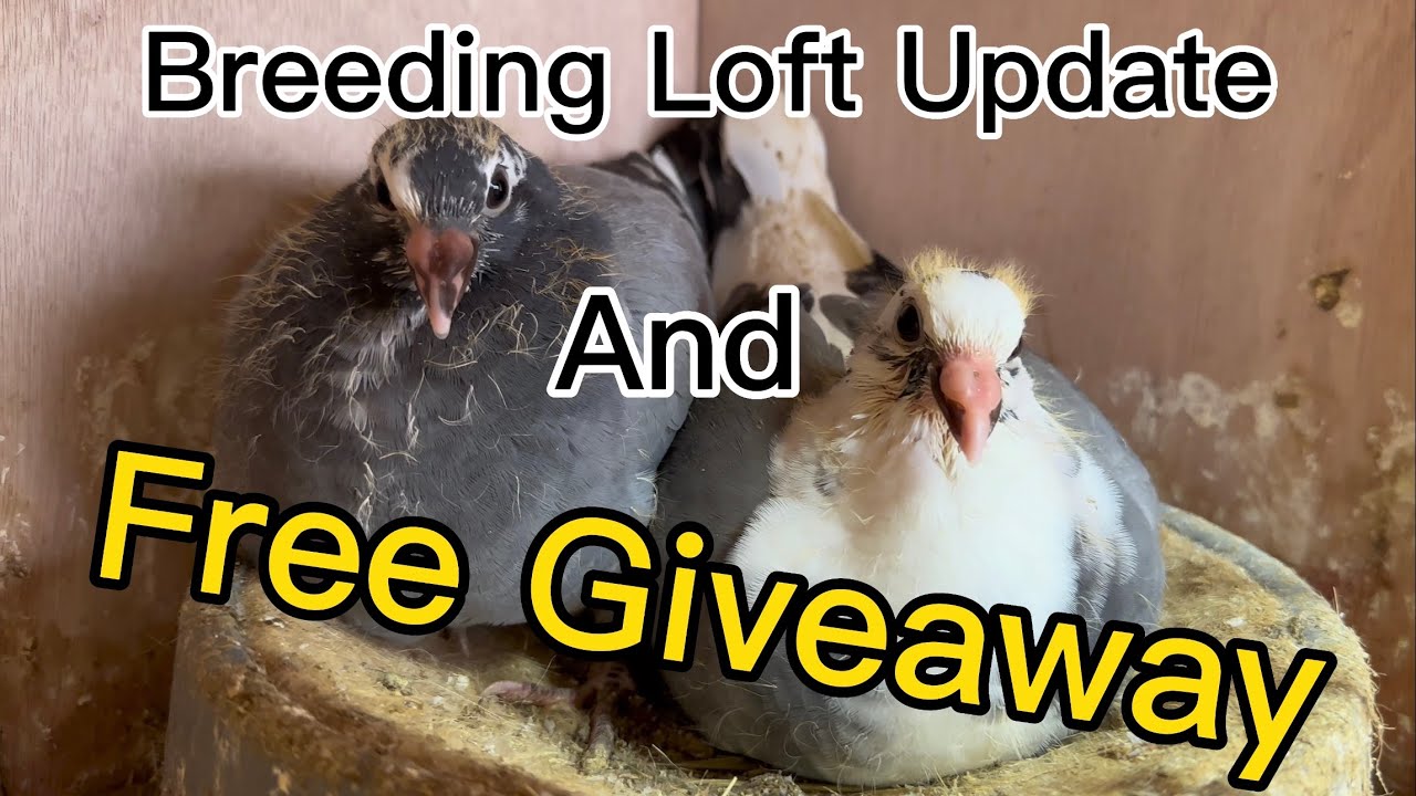Breeding Loft Update and Free Giveaway! #pigeonracing #racingpigeon #pigeon #giveaway #oneloftrace
