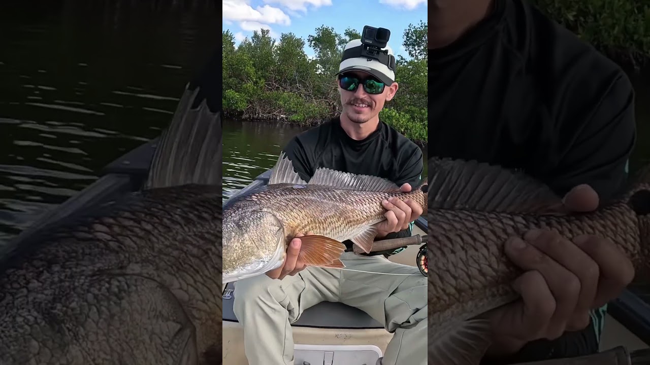 Sight fishing big redfish with fly rod.