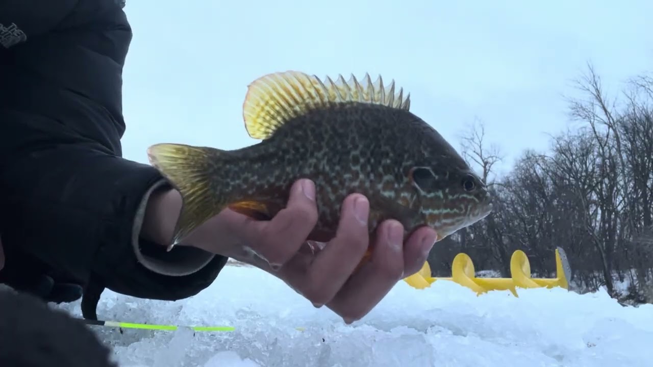 Fishing for big Pumkinseed in courthouse lake.