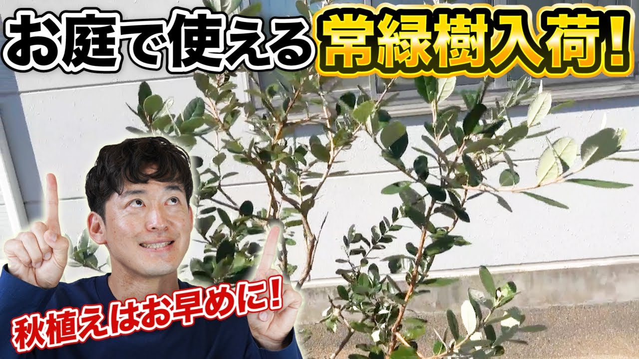 【常緑樹の秋植えは急いで！】大きくならない常緑樹を中心にお庭で使える常緑樹入荷しました。