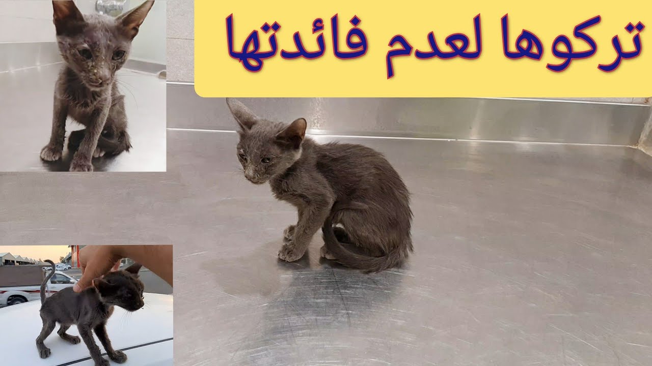 انقاذ قطة صغيرة مهملة من الموت Rescued a kitten from death