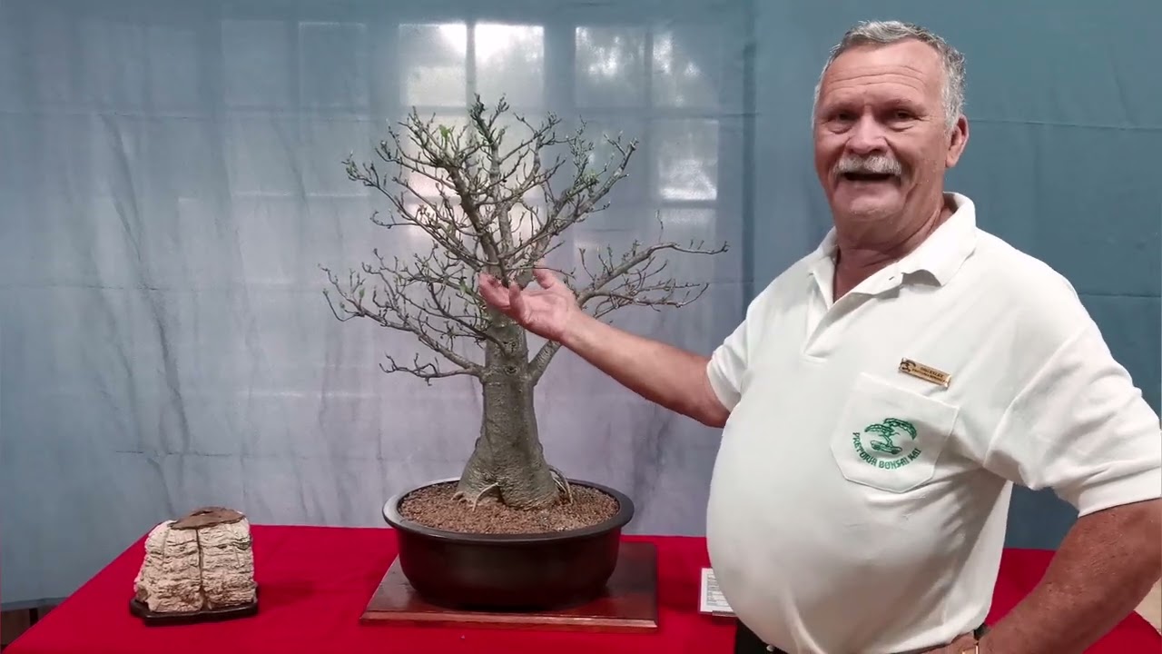 The Pretoria Bonsai Kai annual exhibition 2023
