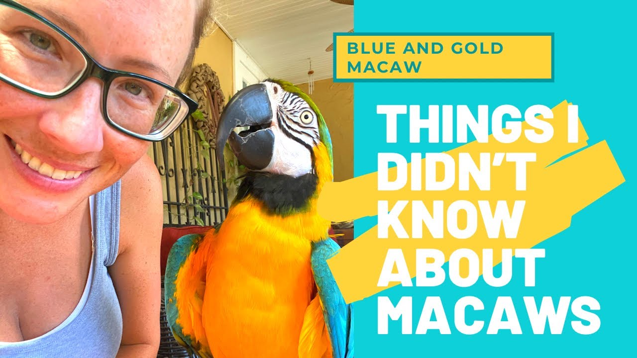 BLUE AND GOLD MACAW FACTS | THINGS I DIDN'T KNOW ABOUT COOKIE