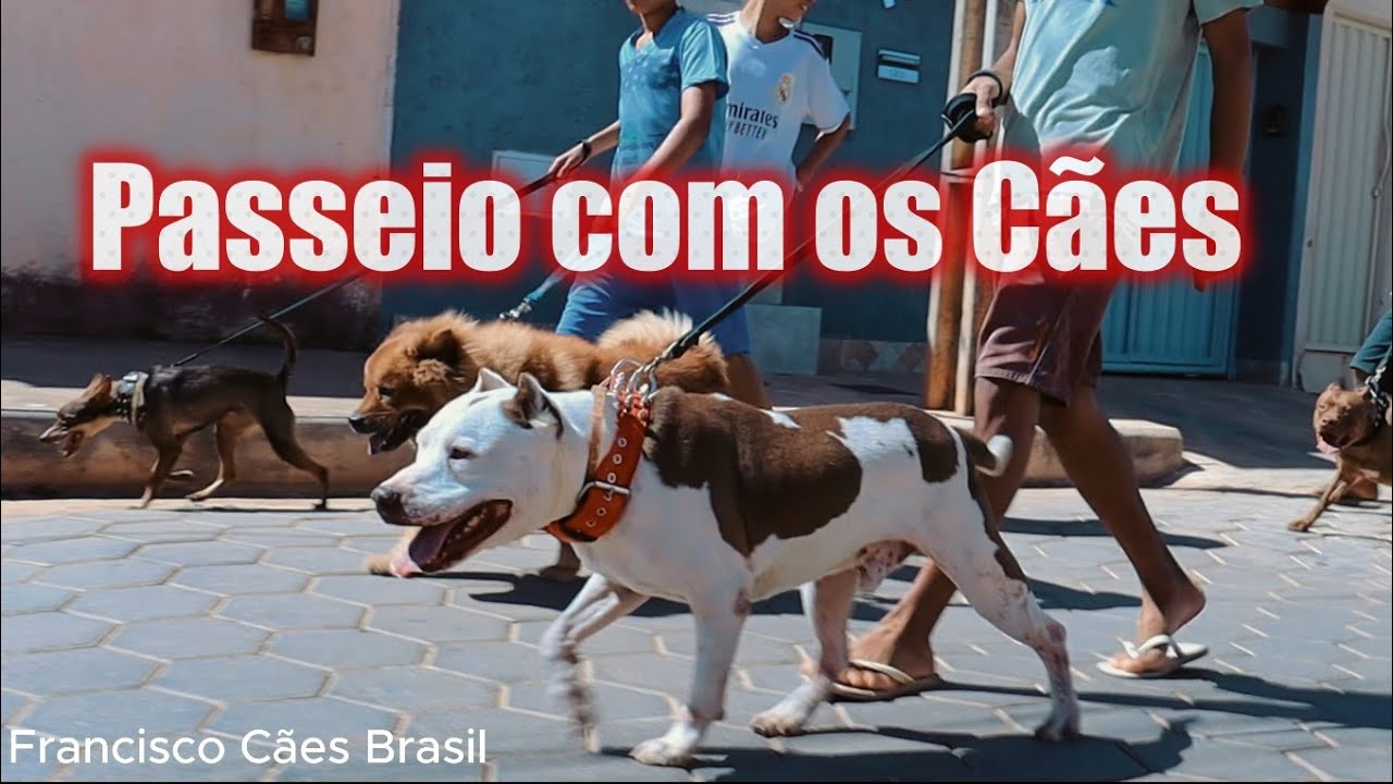 Francisco Cães Brasil - Passeio com os Cães em Francisco Sá MG #pitbull