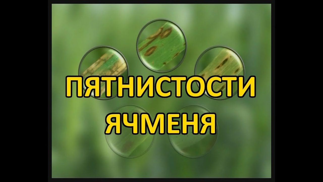 Пятнистости ячменя