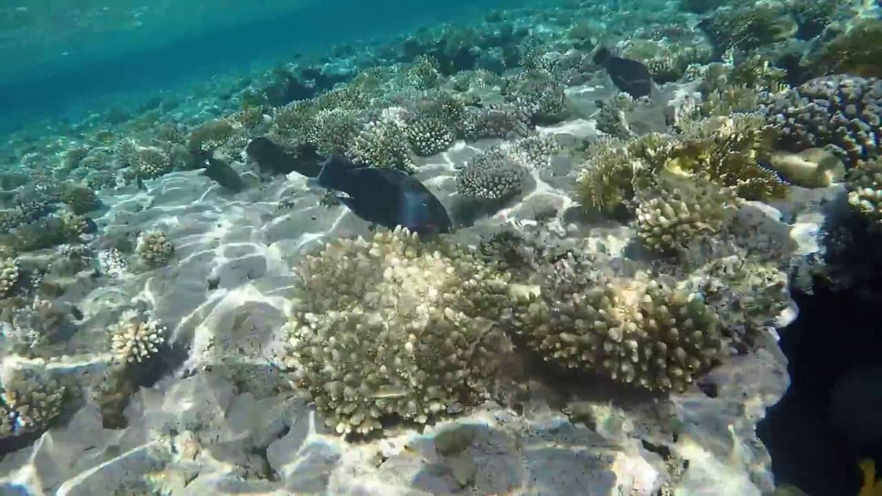 sharm el sheikh 2016 sunshine divers