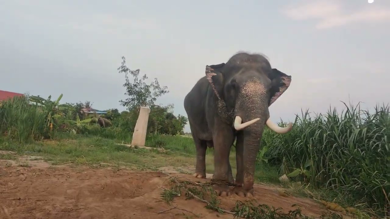 อาหล่าตูลูเก่งแล้วนะครับพ่อๆแม่ๆ