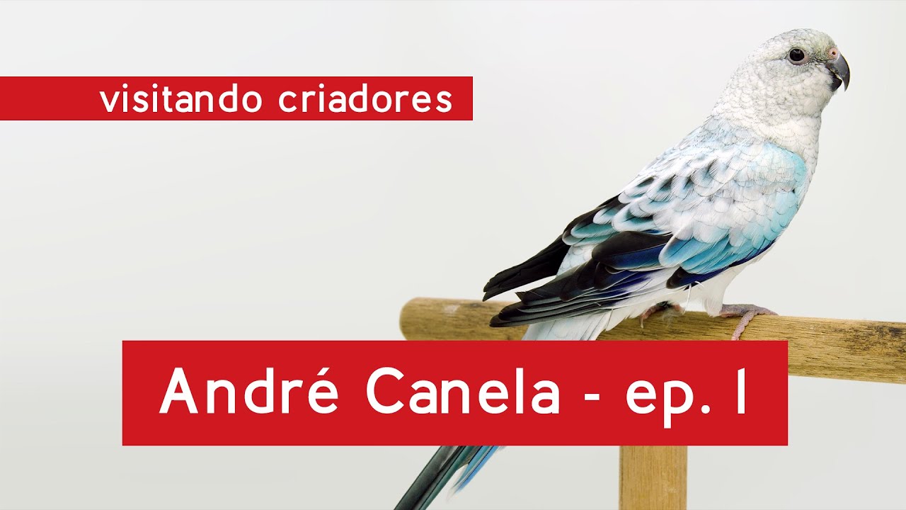 Visitando Criadores - Criadouro André Canela, ep. 01 – como comecei minha criação de psitacídeos