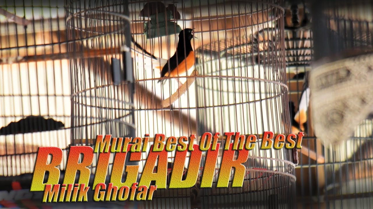 AKSI MURAI BATU BRIGADIR MILIK GHOFAR PEMENANG BEST OF THE BEST DI IVENT SB-R BIRD FARM SINGKAWANG