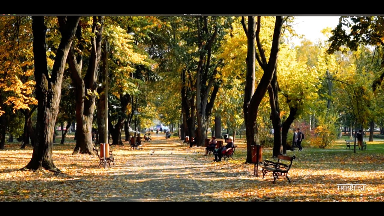 Осенняя прогулка на природе hd. Autumn nature walk, animals, birds.