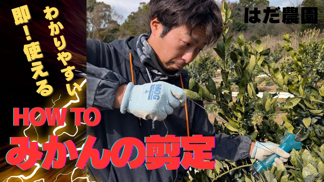 みかんの剪定【はだ農園】わかりやすく解説‼