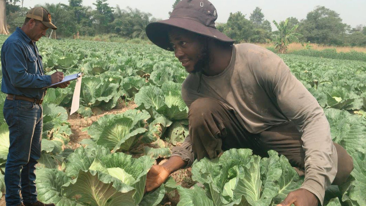Can You Make Money Growing Cabbage? Let's Find Out!