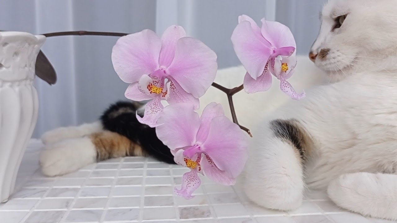 Phal. Schilleriana 'Pink Butterfly'