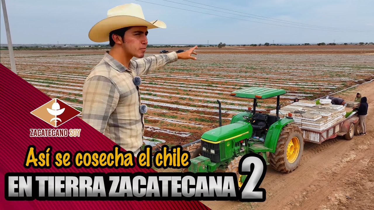 EL CAMPO ZACATECANO en su mejor momento