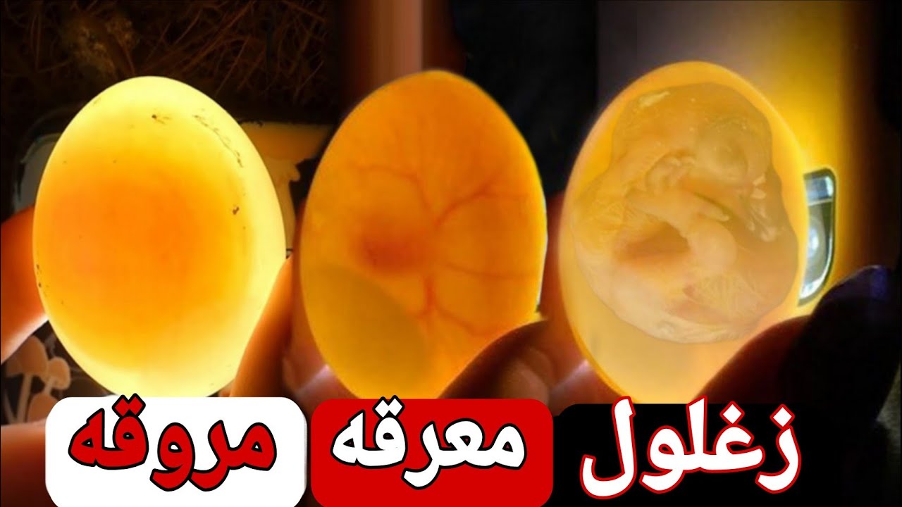 شوف الزغلول جوه البيضه بيتحرك ازاي | الكشف علي بيض الحمام