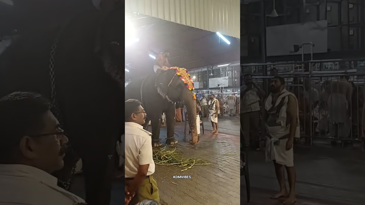 Chamayam ketti guruvayoor devi #kdmvibes #elephant #elephant #aanakotta #aanakotta #aana