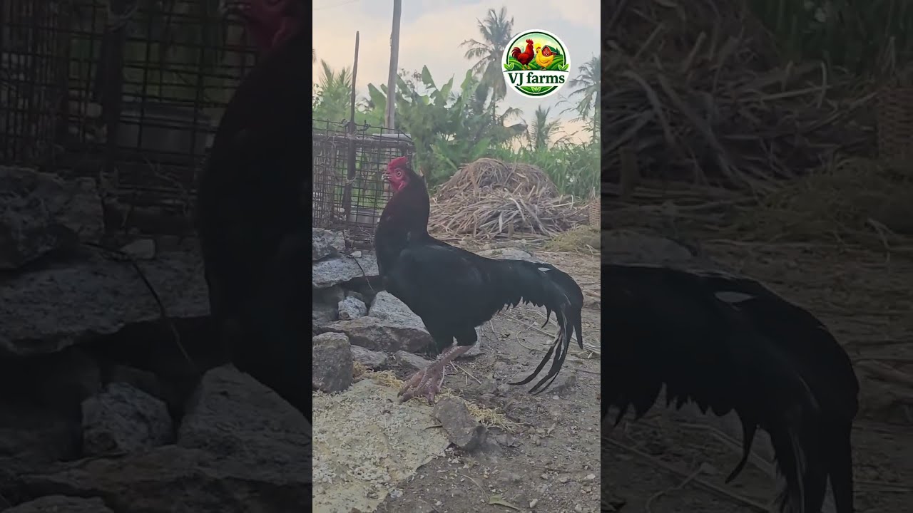 Cold & Coryza Full Treatment in Poultry 🐔 | Symptoms, Medicine, Dosage | Tamil | VJ Farms