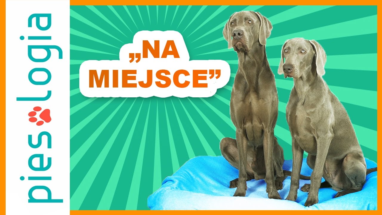 Nauka komendy 