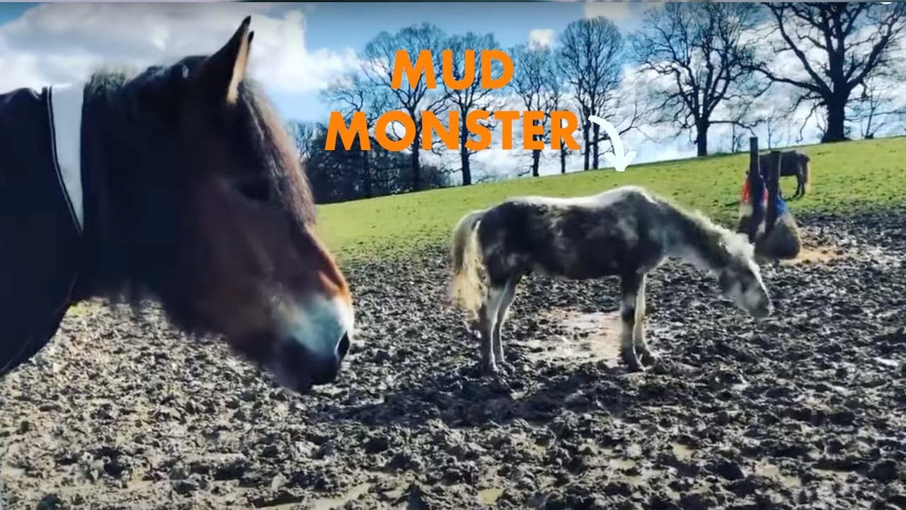 Why do horses roll in mud?