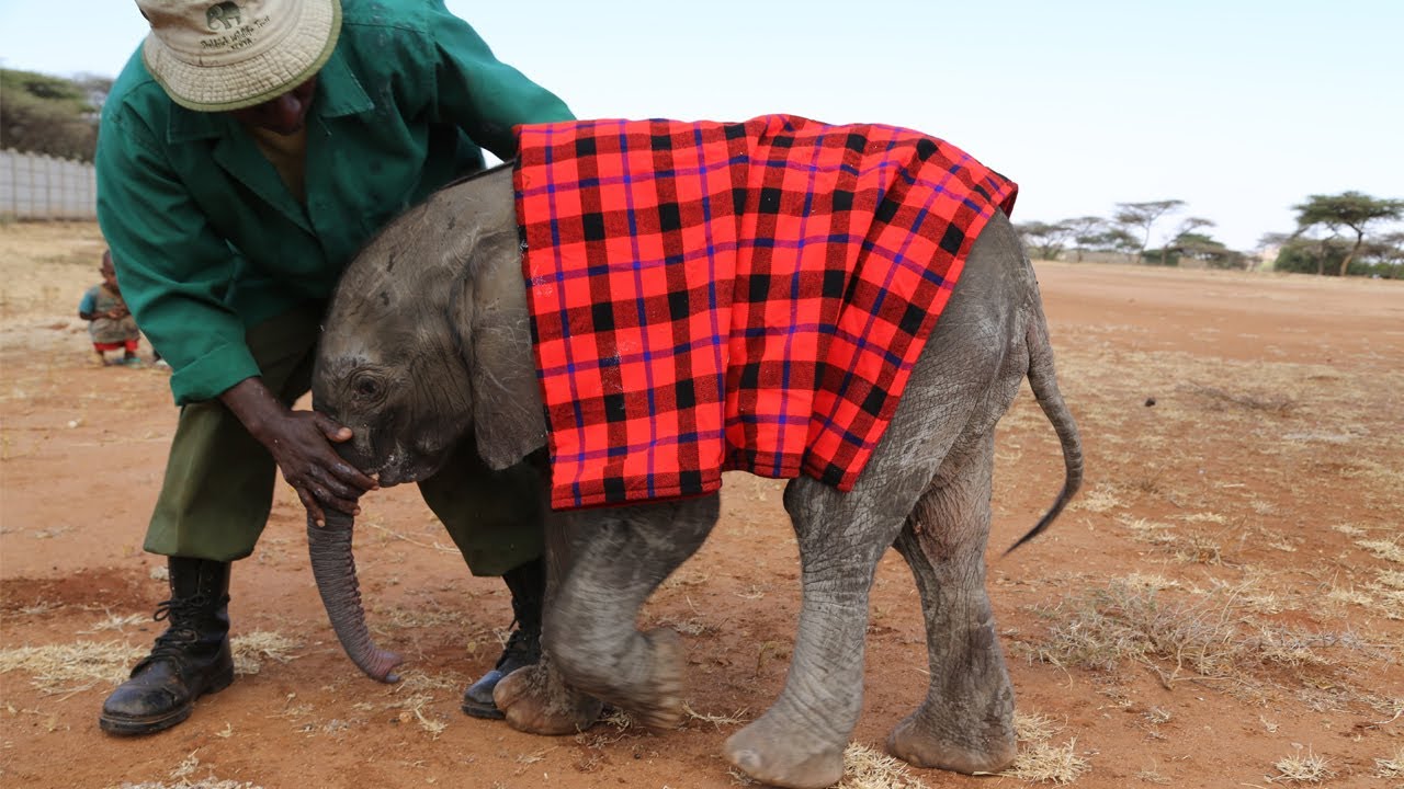 Baby Ngilai is rescued | Sheldrick Trust