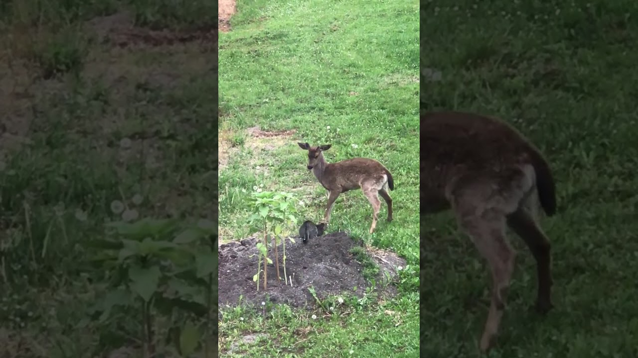 Walter the cat vs deer
