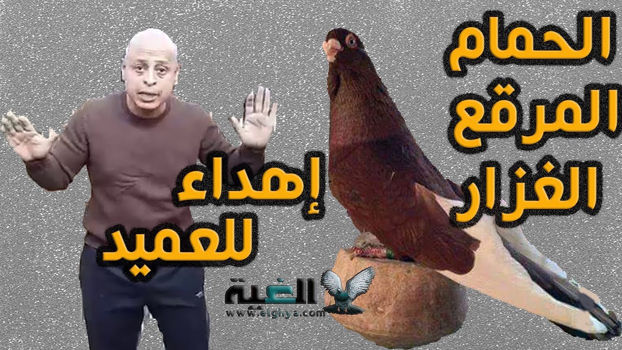مواصفات الحمام المرقع الغزار من #الغية#العمدة