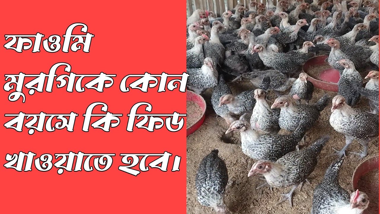 মিশরীয় ফাওমি মুরগিকে কোন বয়সে কি ফিড খাওয়াতে হবে।#মিশরীয় ফাওমি মুরগি পালন।