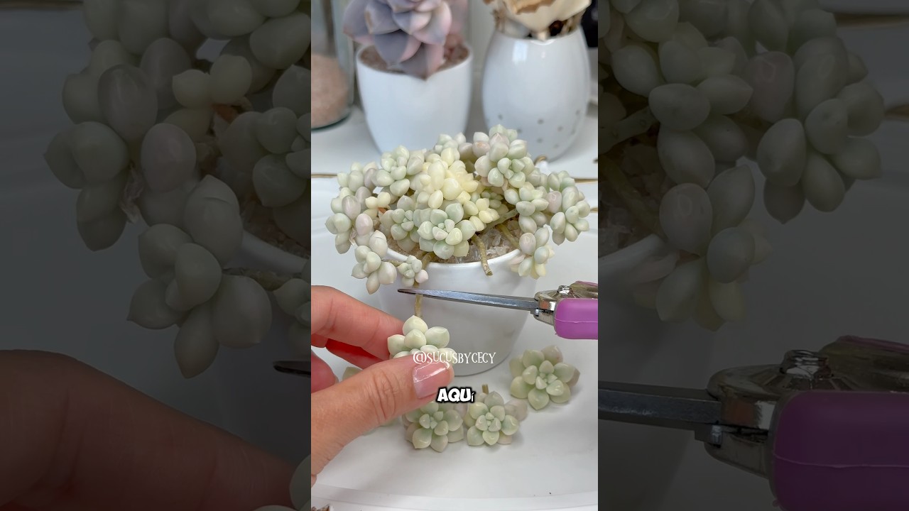 🆔Graptopetalum Mendozae Variegado #succulentlove #cactuslovers #propagaci&oacute;n #suculentas #suculenta
