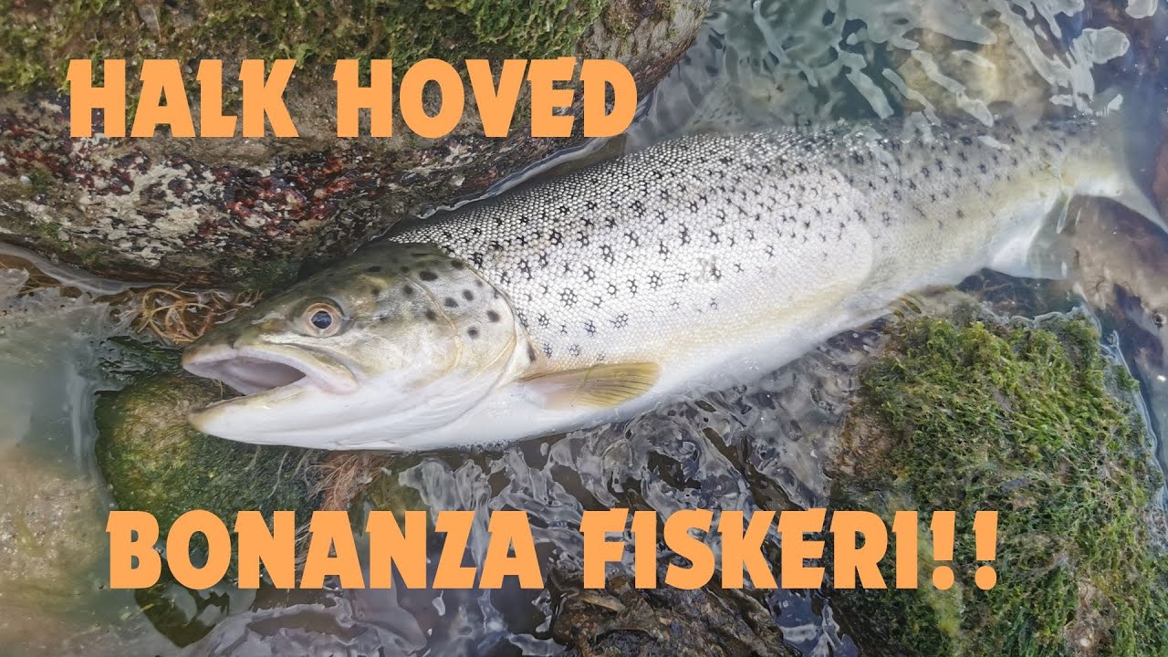 Vildt havørredfiskeri ved Halk Hoved #havørred 