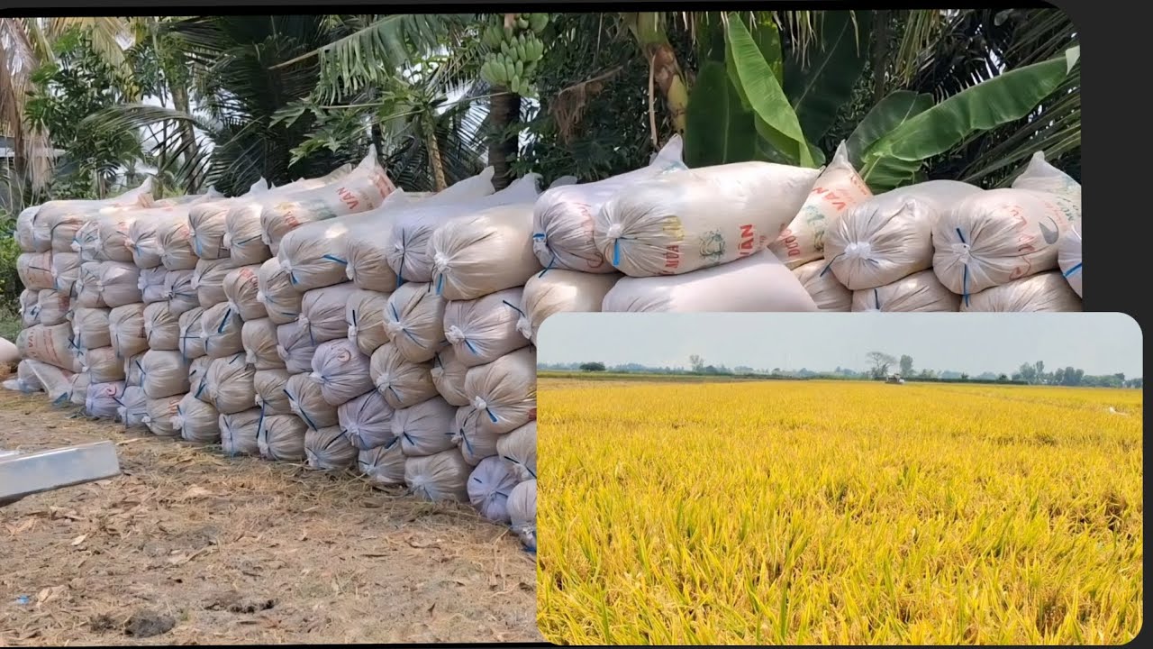Lúa trúng nhưng vẫn lỗ vì giá quá thấp