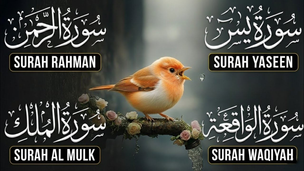 Calm & Soul-Refreshing Quran Recitation | Surah Yaseen • Surah Rahman • Surah Waqiah • Surah Mulk