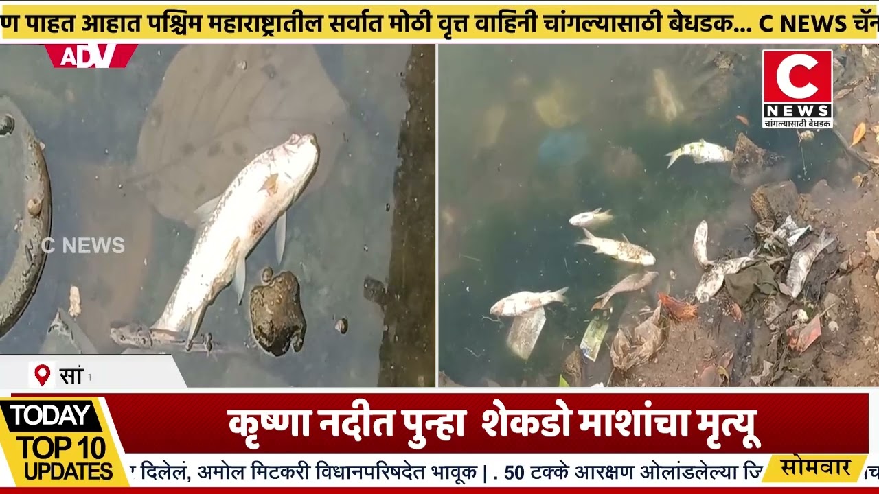 कृष्णा नदीत पुन्हा शेकडो माशांचा मृत्यू ... Iसी न्यूज