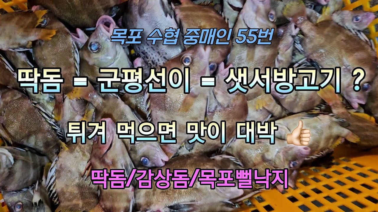 딱돔 군평선이 지금 한창 나올때 !! 튀겨 먹으면 밥도둑입니다 👍🏻